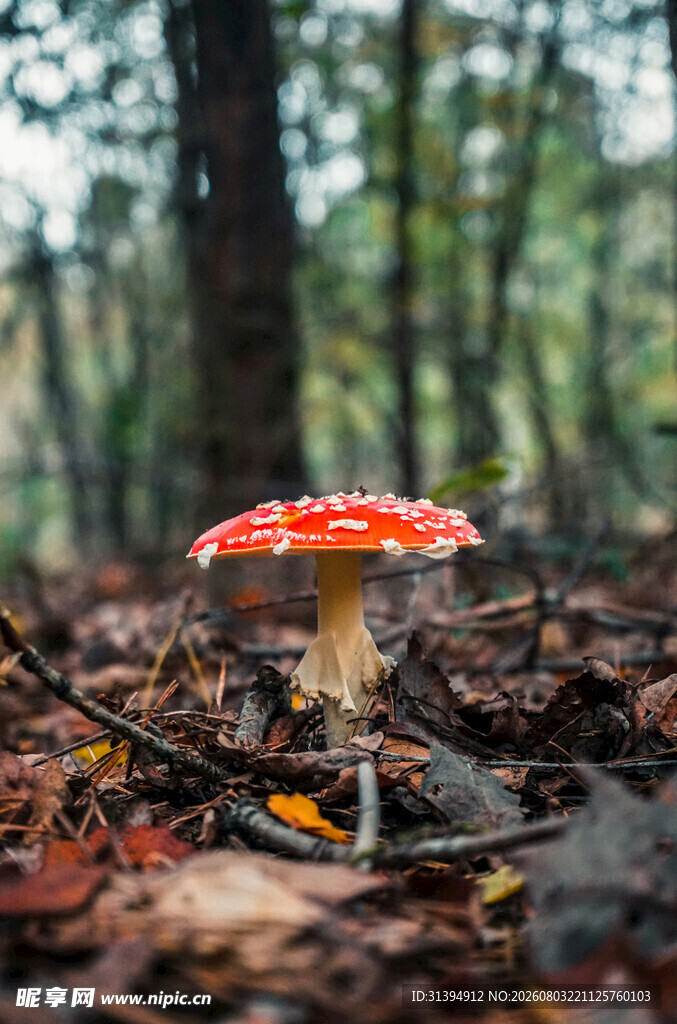 森林中的鲜艳红蘑菇