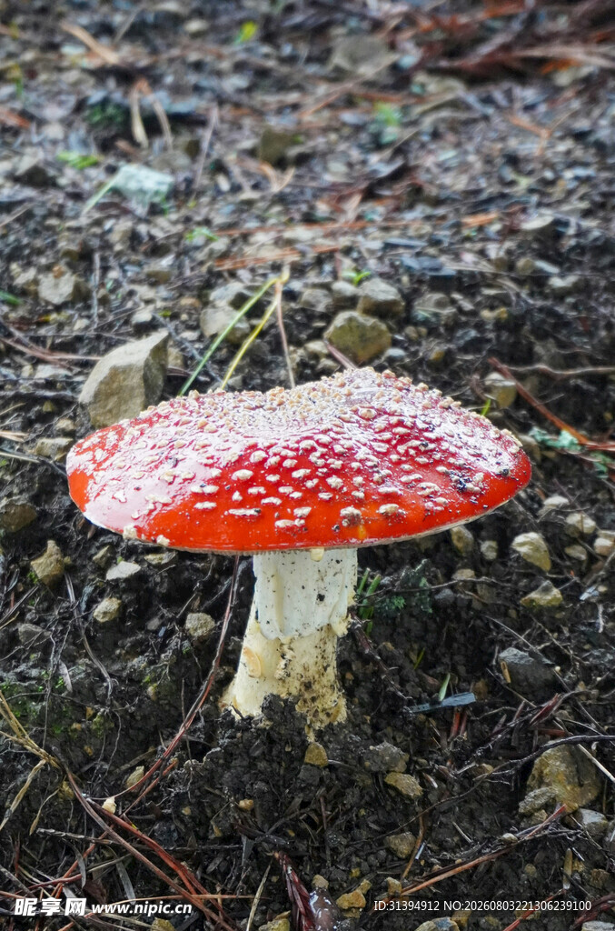 森林中的红色斑点蘑菇
