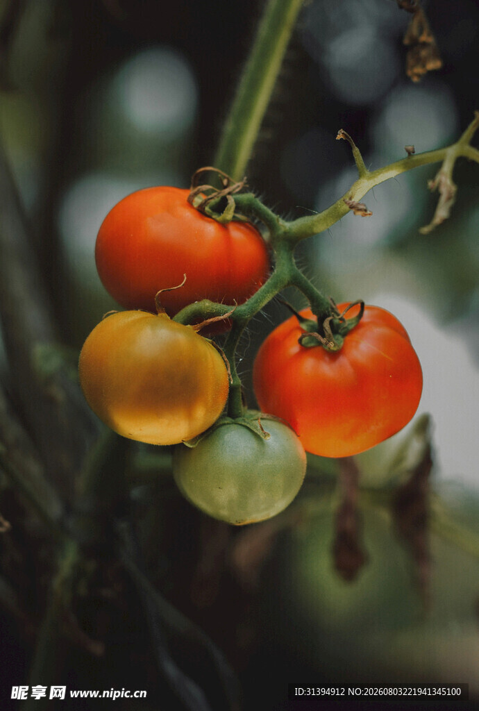 枝头多彩番茄生机满满