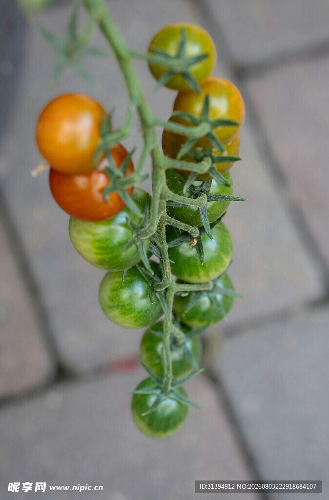 枝上多彩小番茄