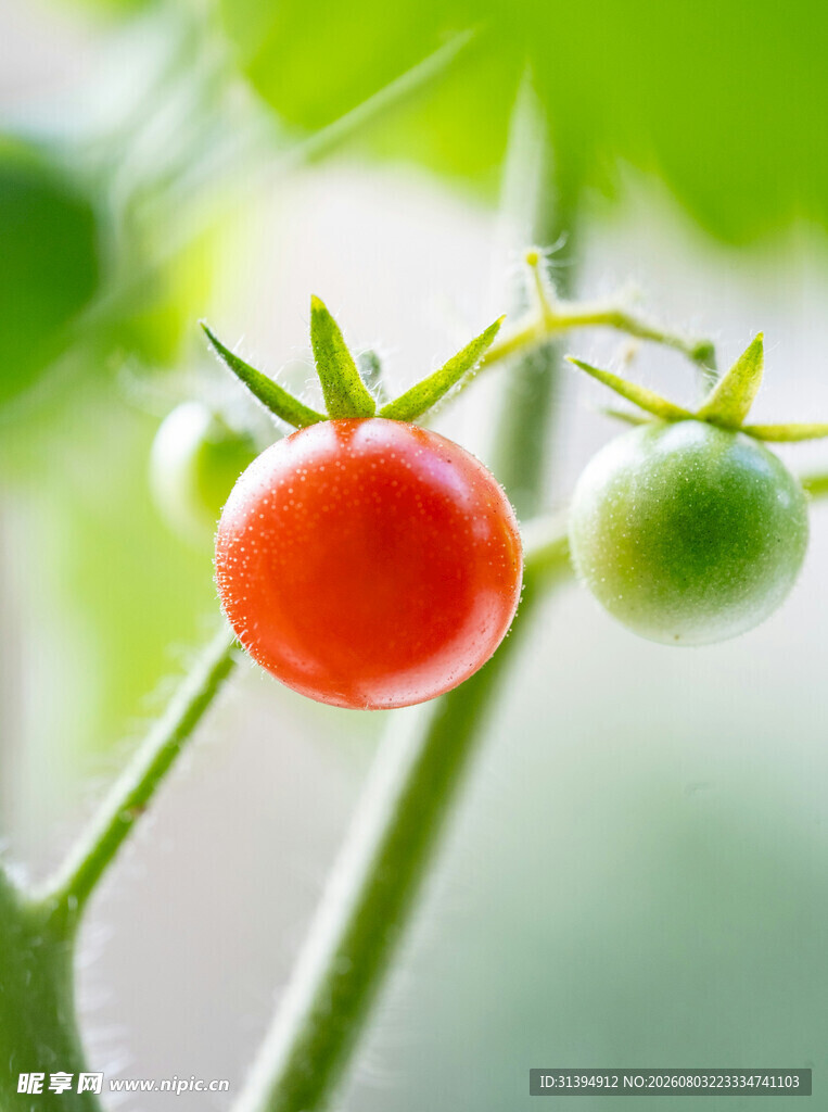 红嫩小番茄生机满满