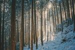 冬日雪林阳光洒下美景
