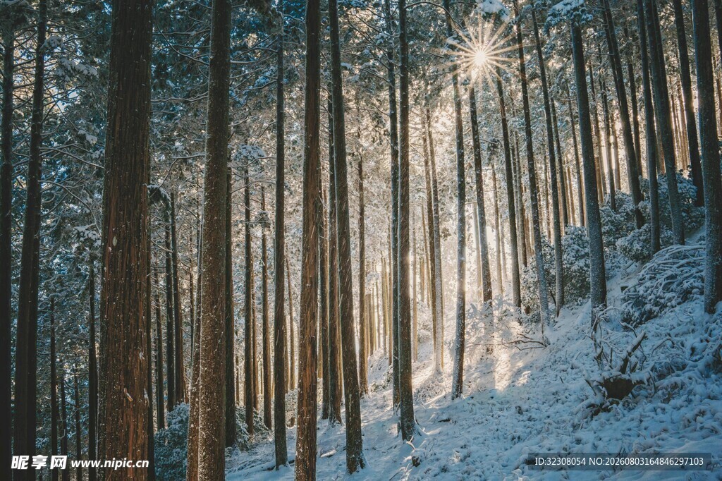 冬日雪林阳光洒下美景