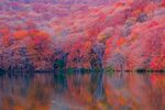 秋日湖畔绚烂红叶美景