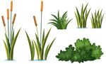 水生植物素材