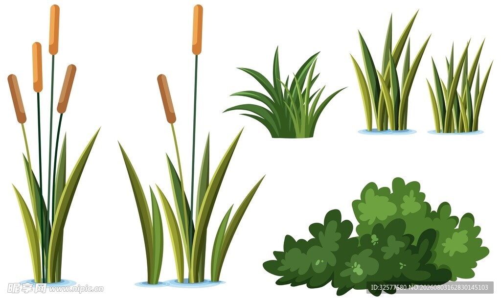 水生植物素材