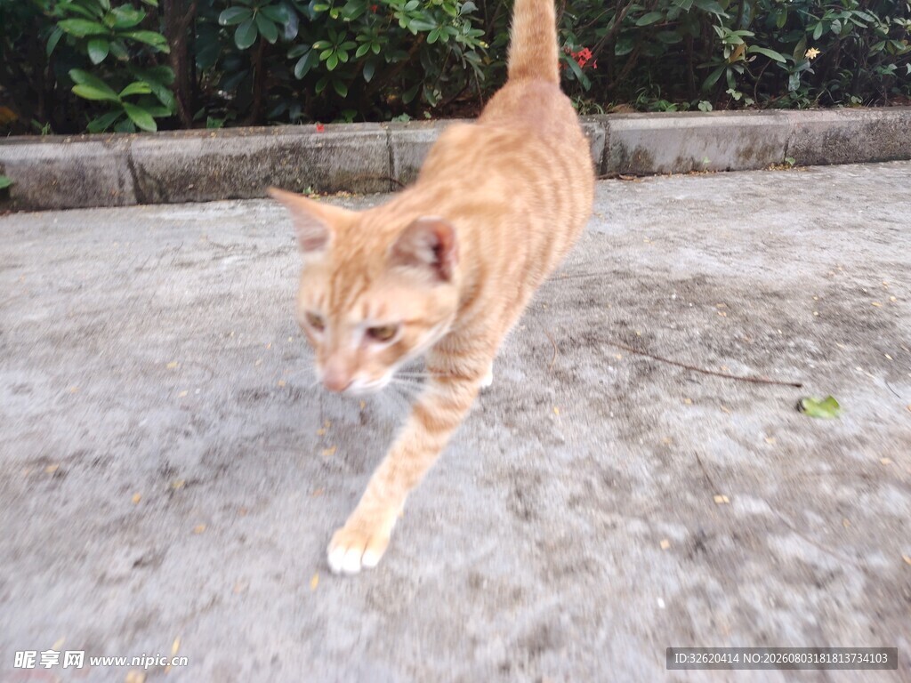 猫咪