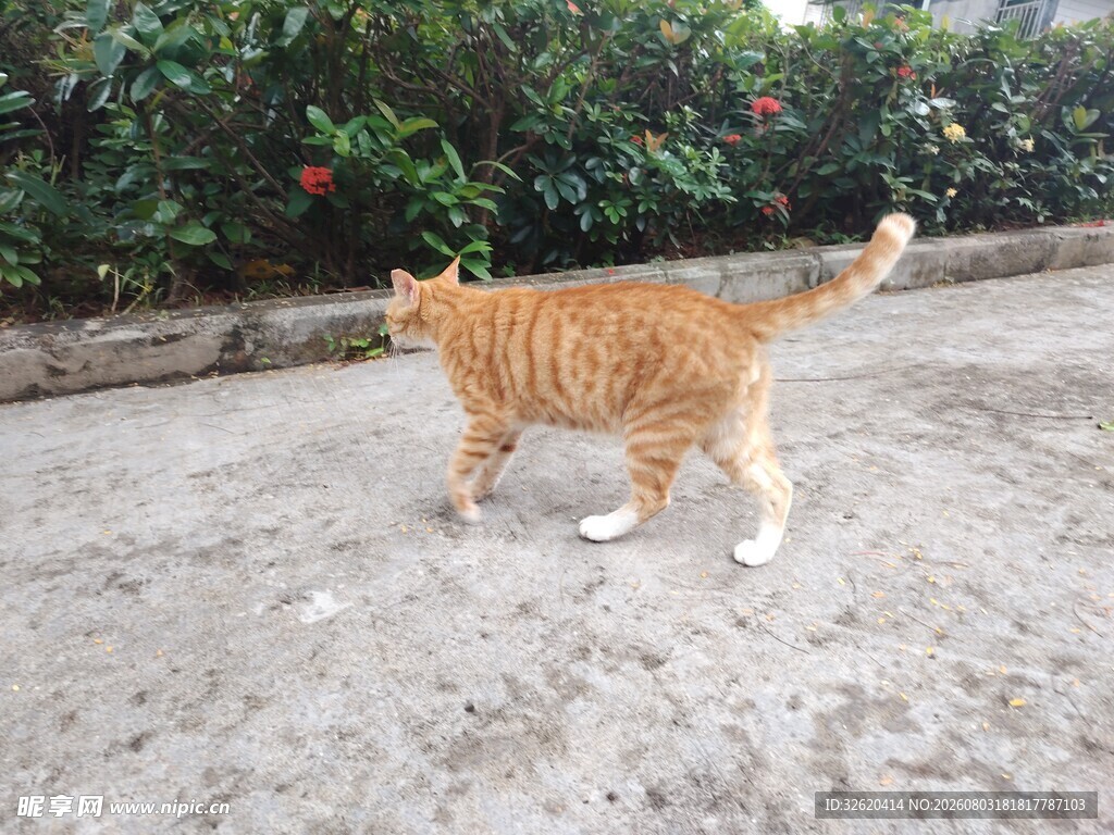 猫咪