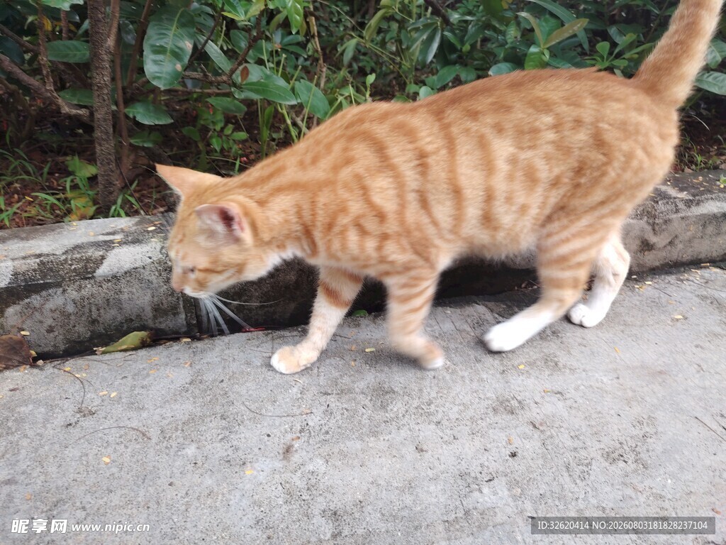 猫咪