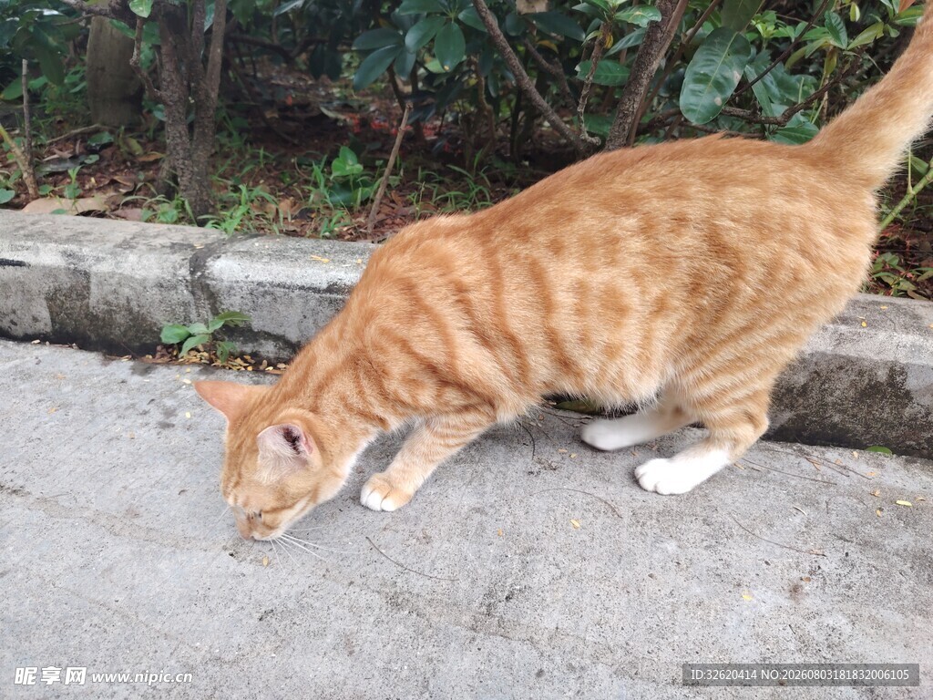 猫咪
