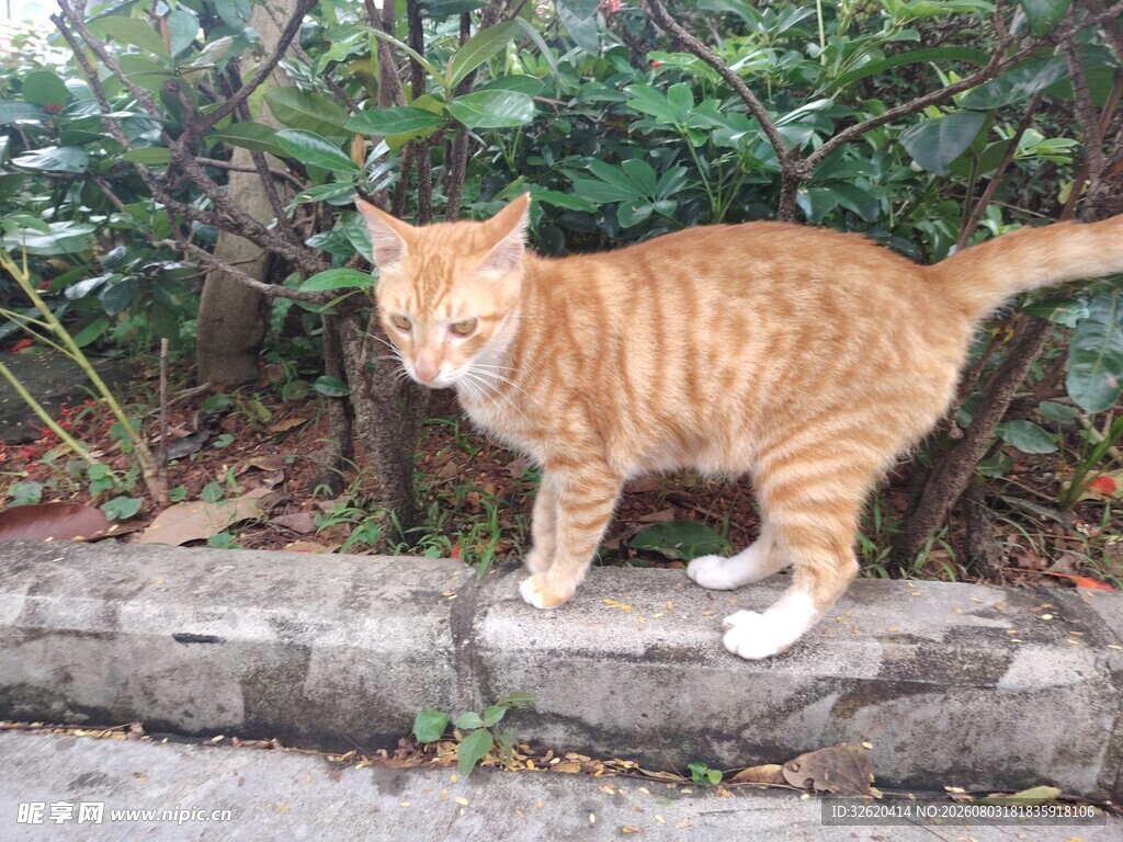 猫咪