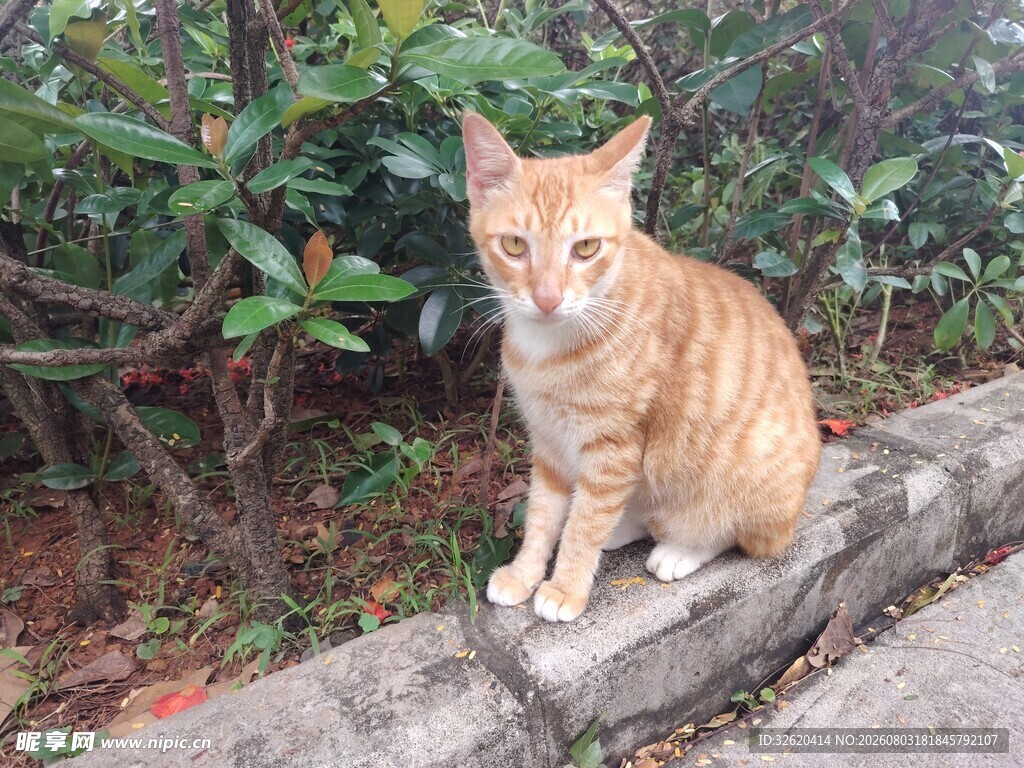 猫咪