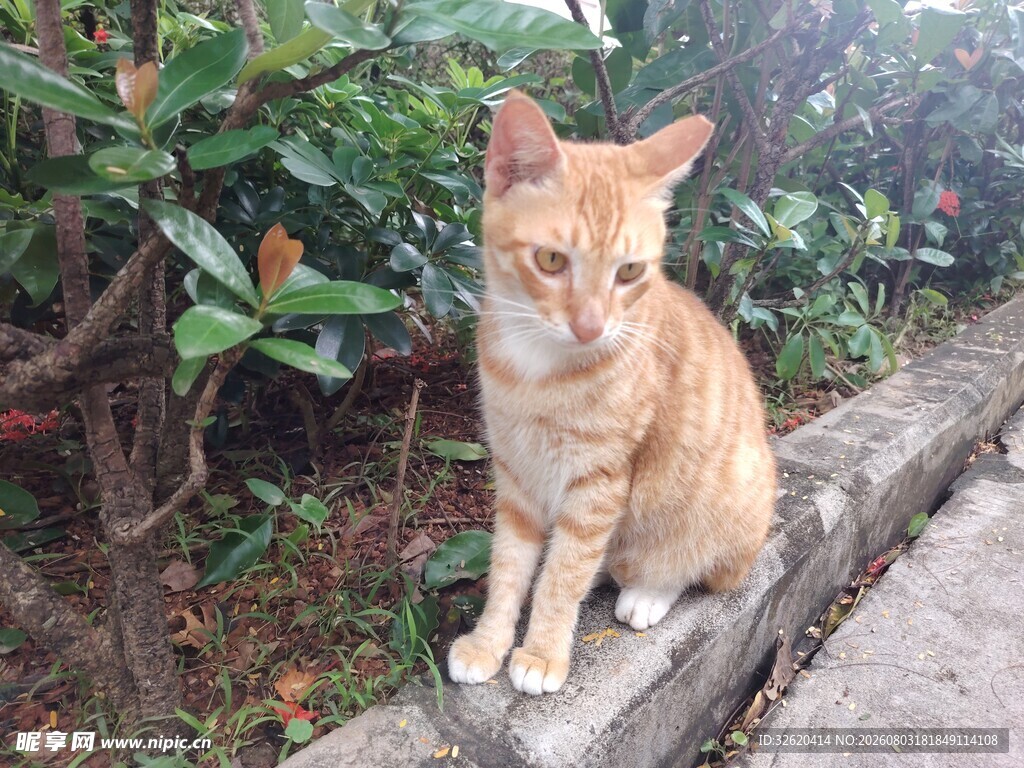 猫咪