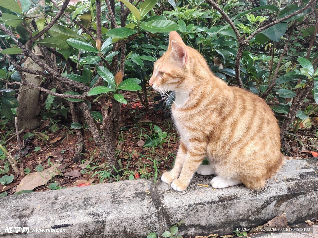 猫咪