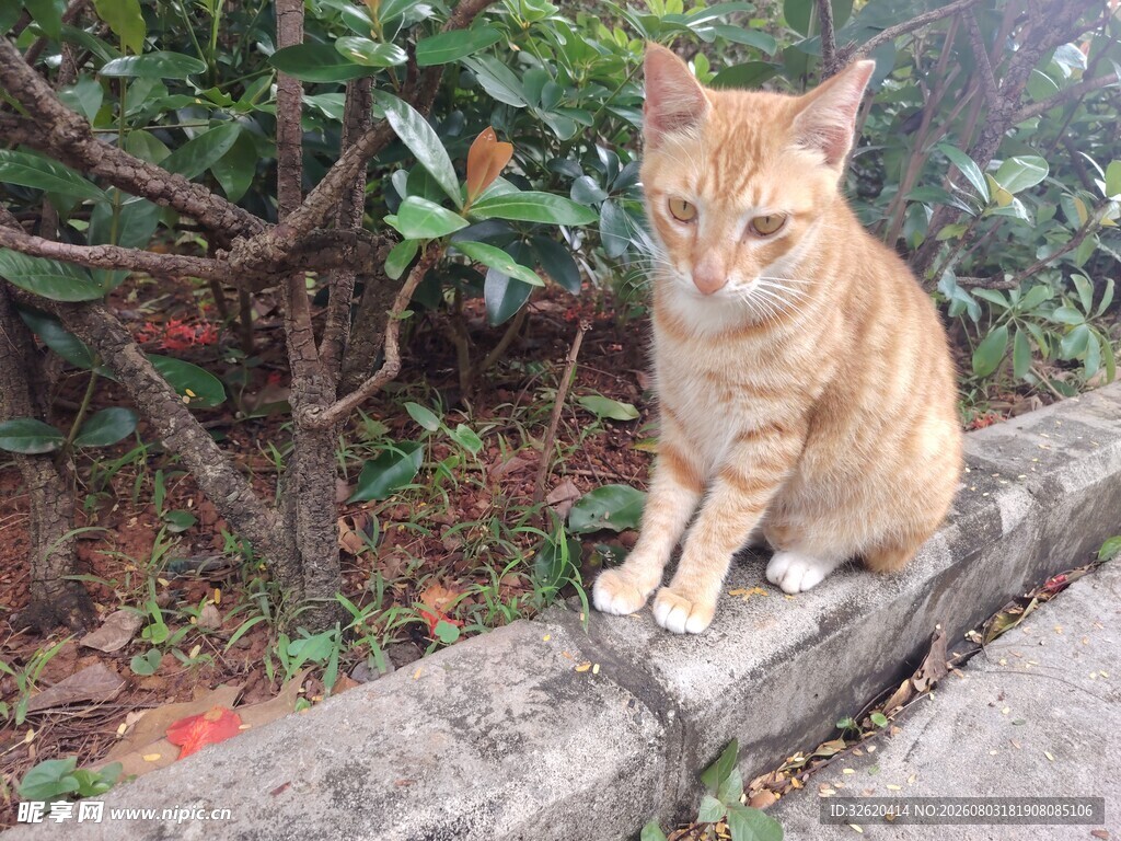 猫咪
