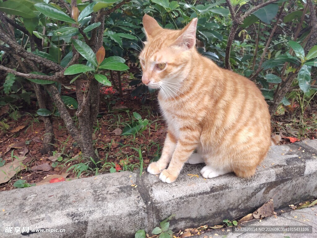 猫咪