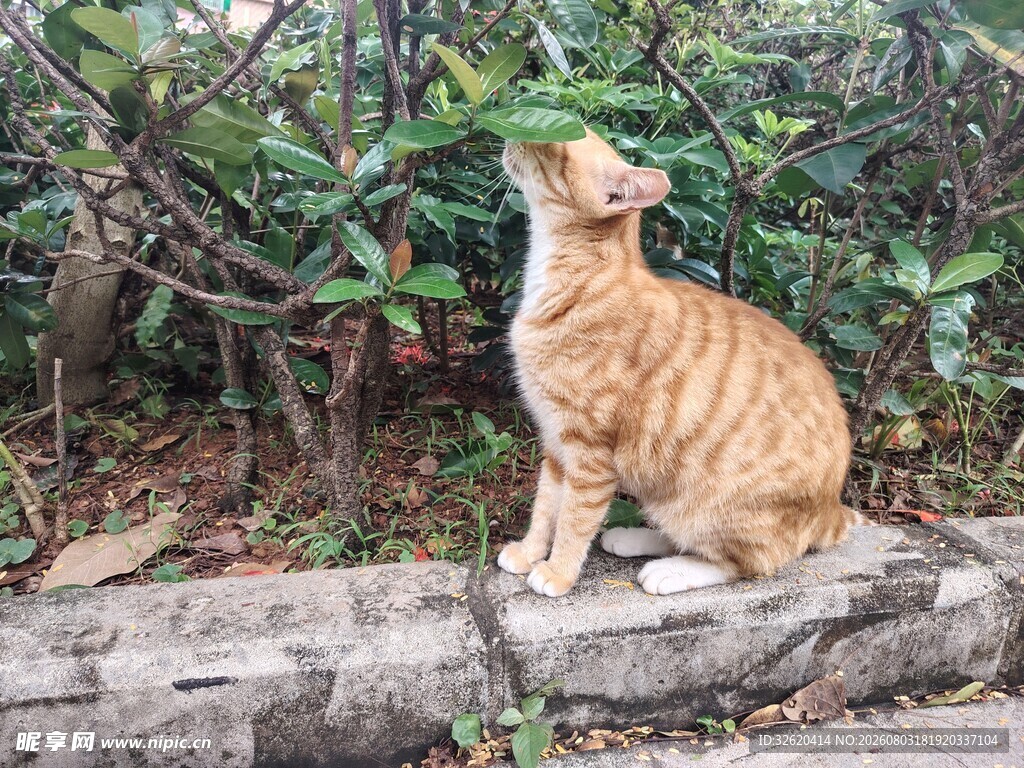 猫咪