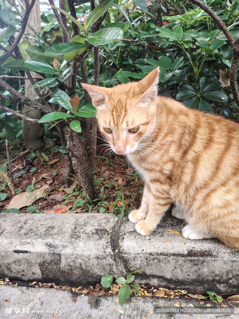 猫咪