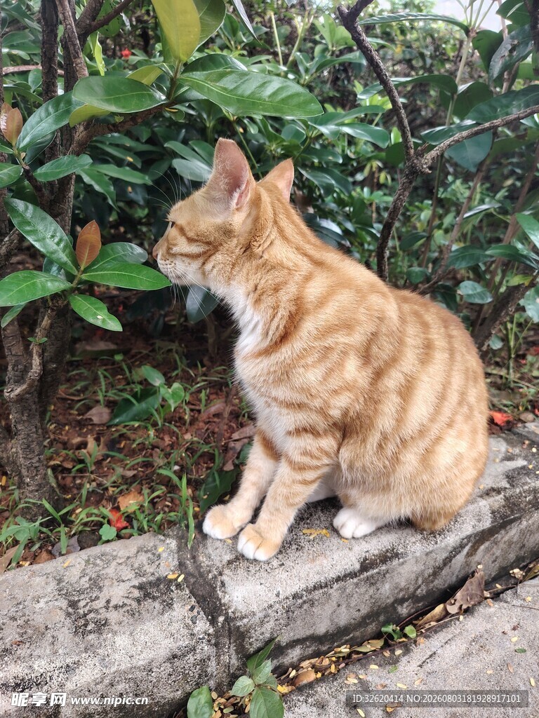 猫咪