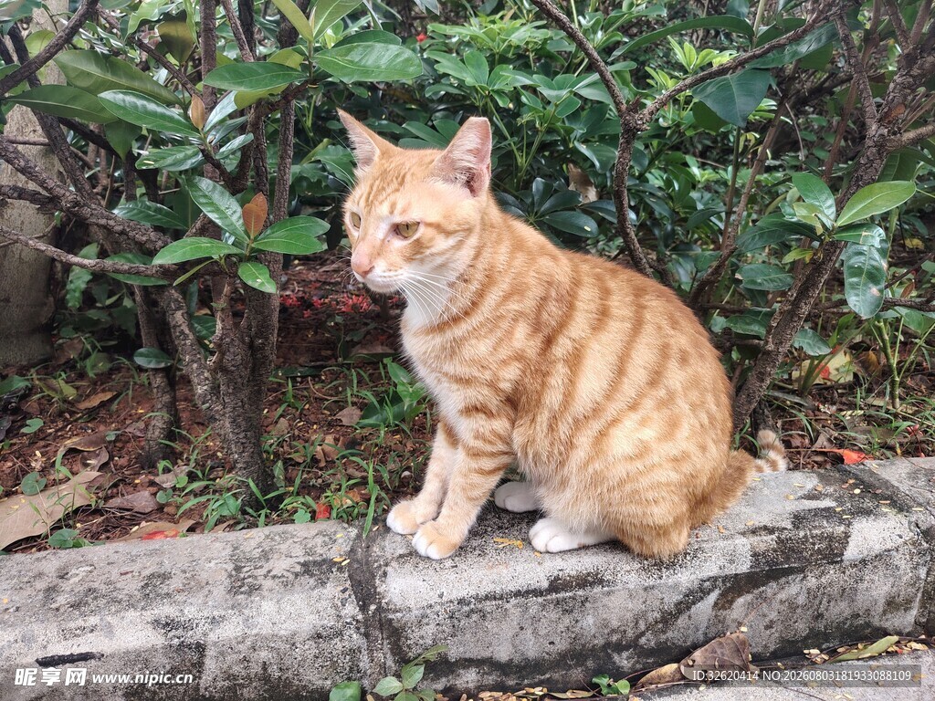 猫咪