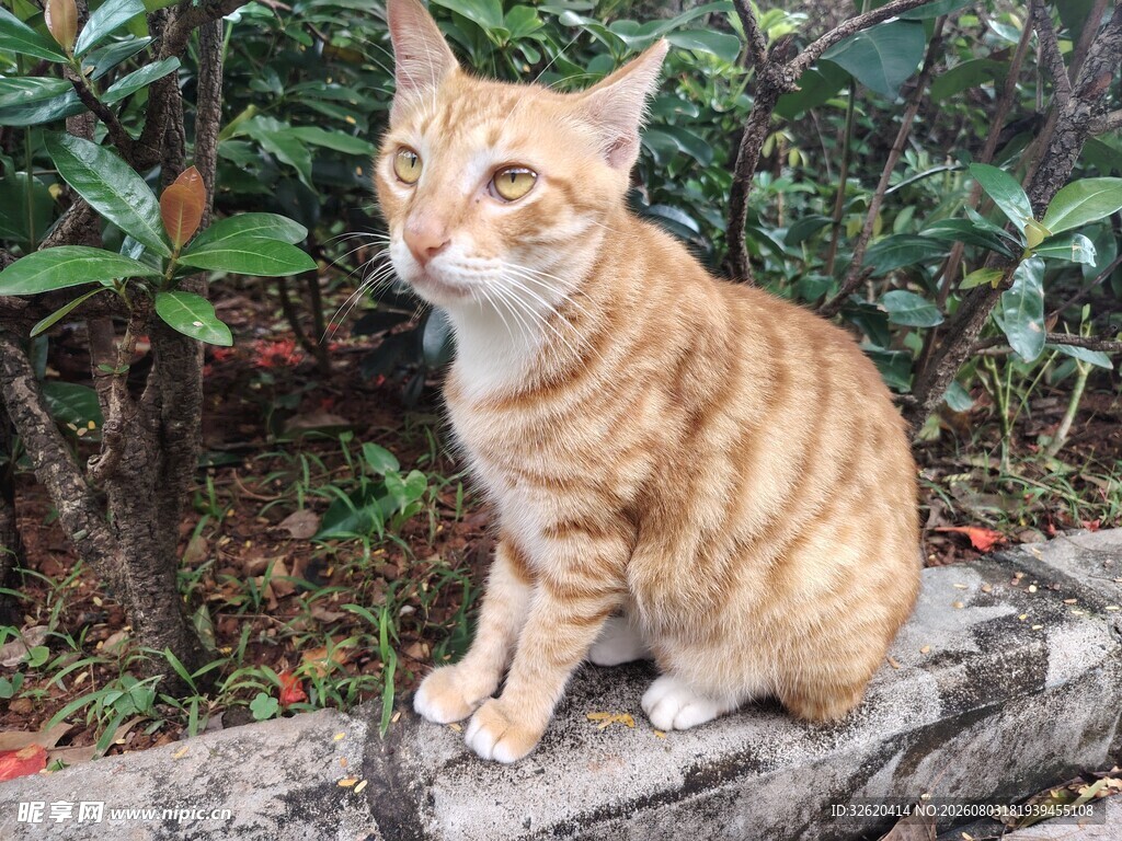 猫咪