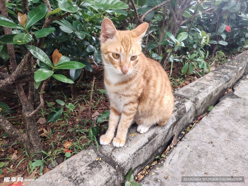猫咪 