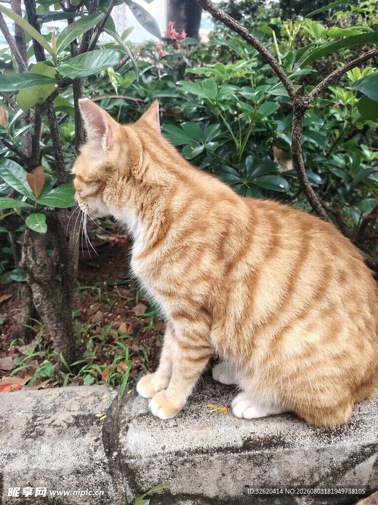 猫咪 