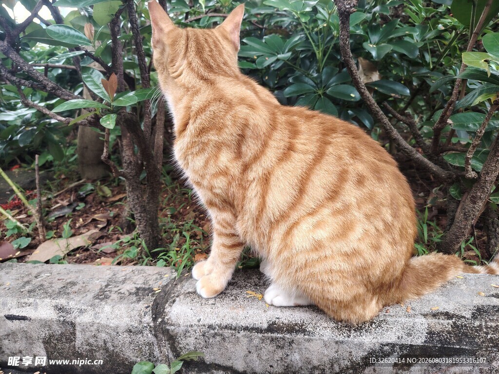 猫咪