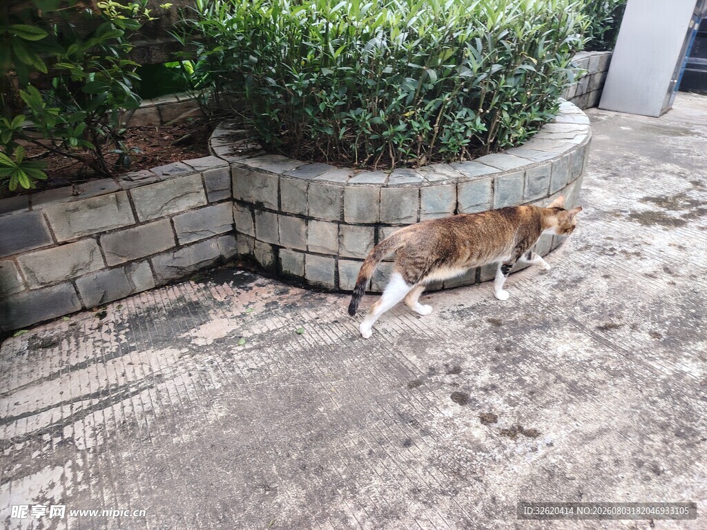 猫咪
