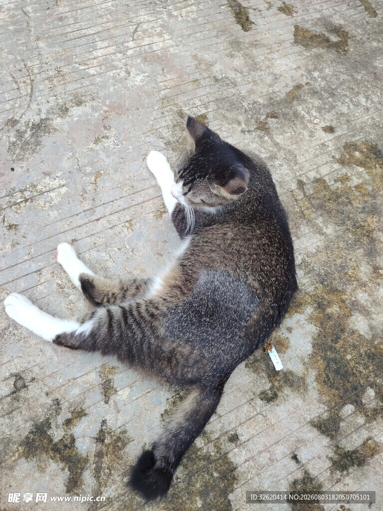 猫咪