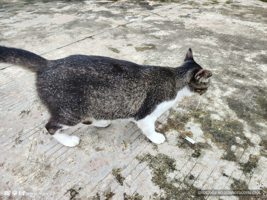 猫咪