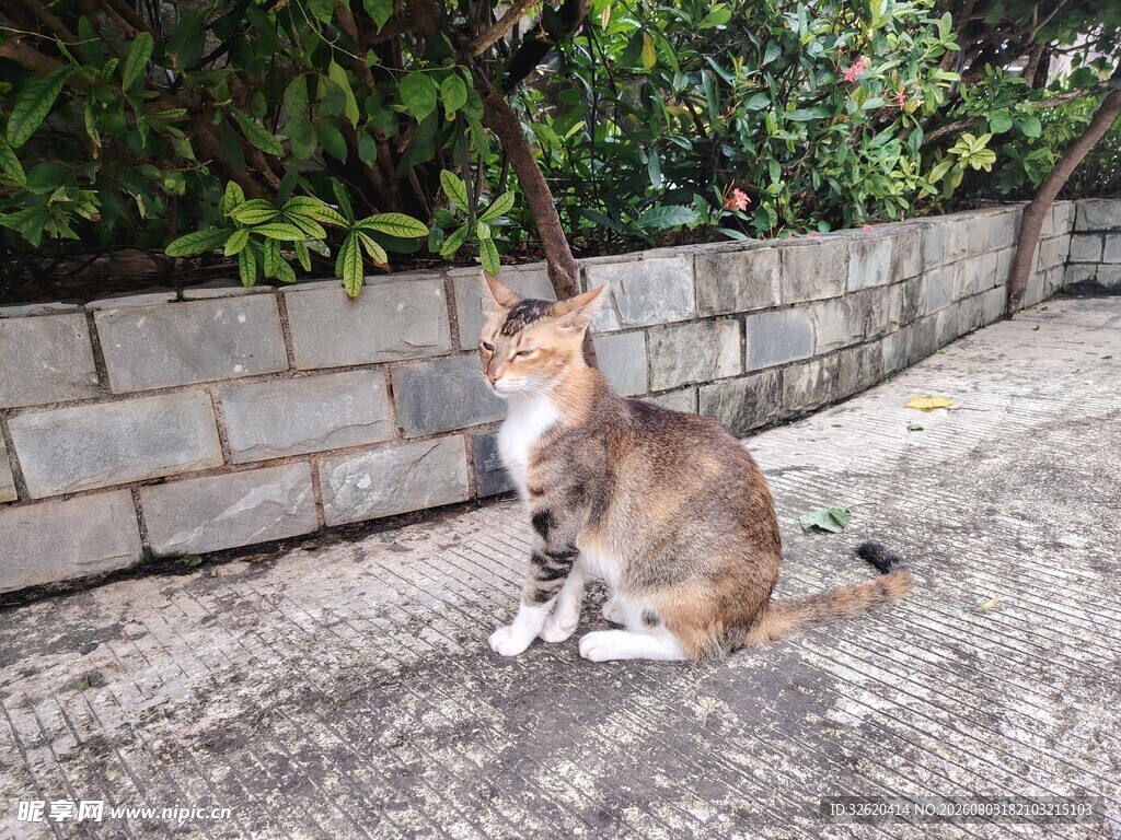 猫咪