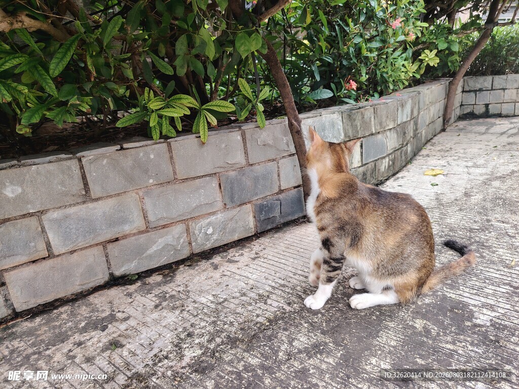 猫咪