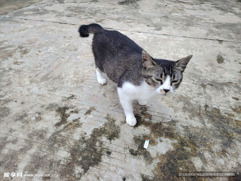 猫咪