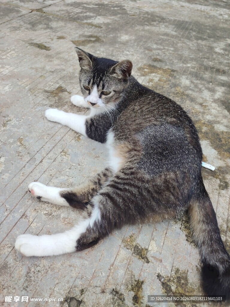 猫咪 