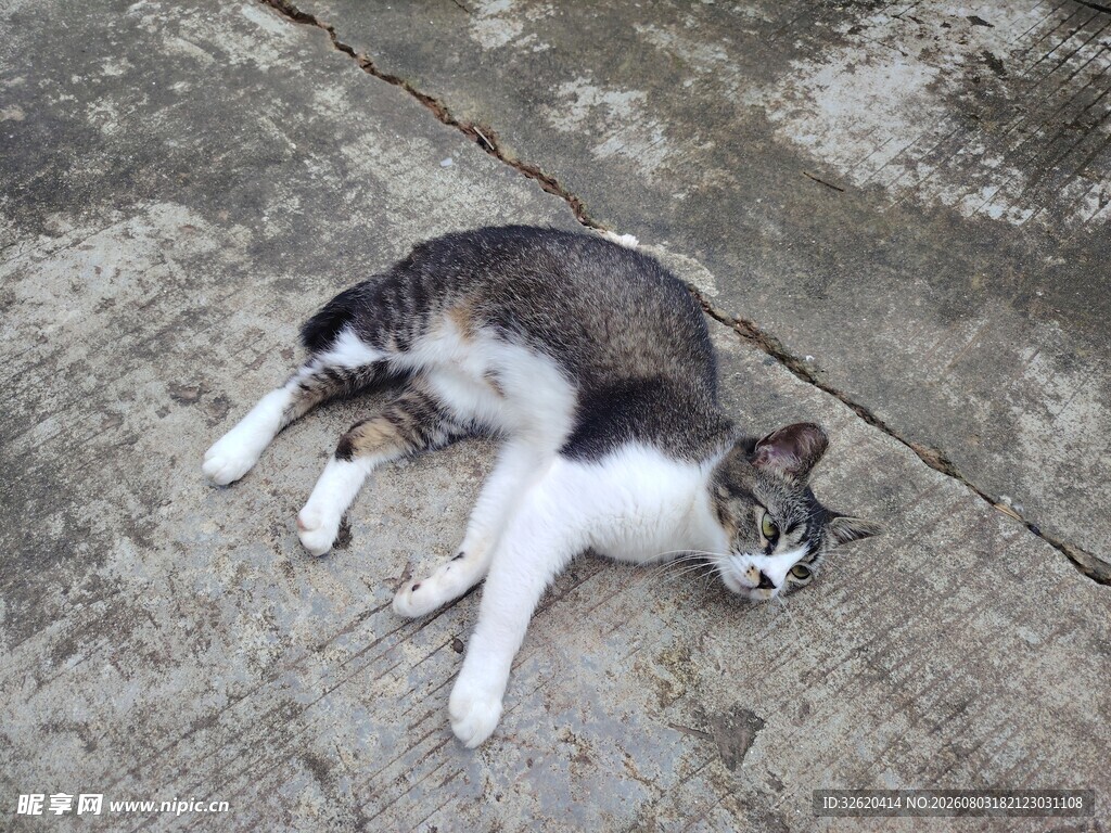猫咪
