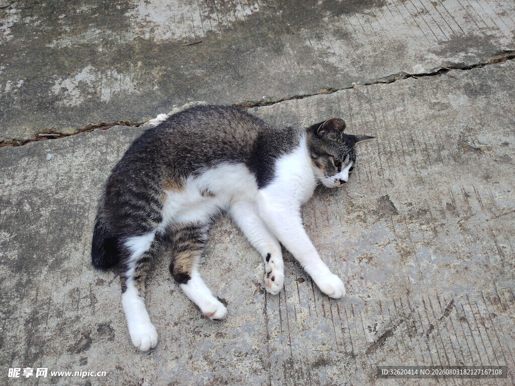 躺卧的猫咪