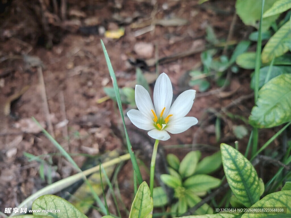 白色番红花