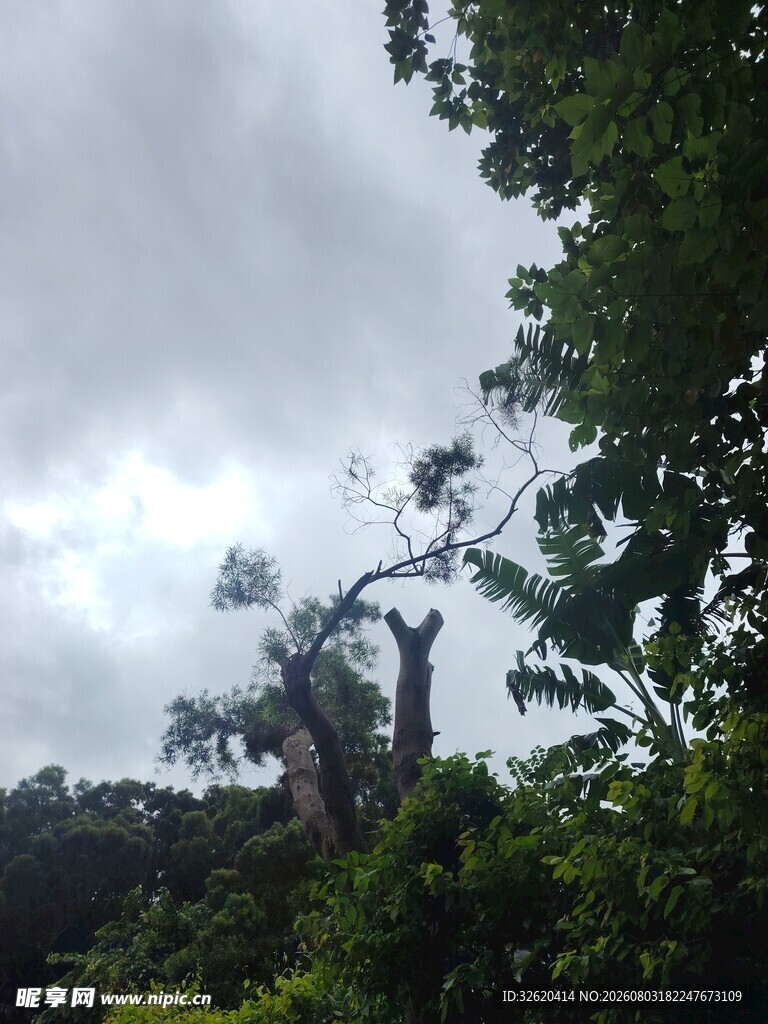 暴风雨后倾斜的树木