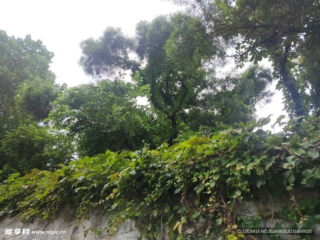 绿意盎然的植物墙景观