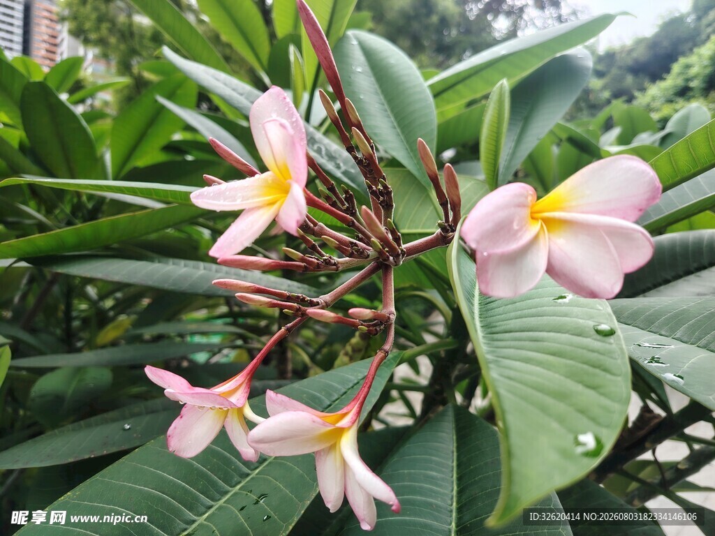 鸡蛋花