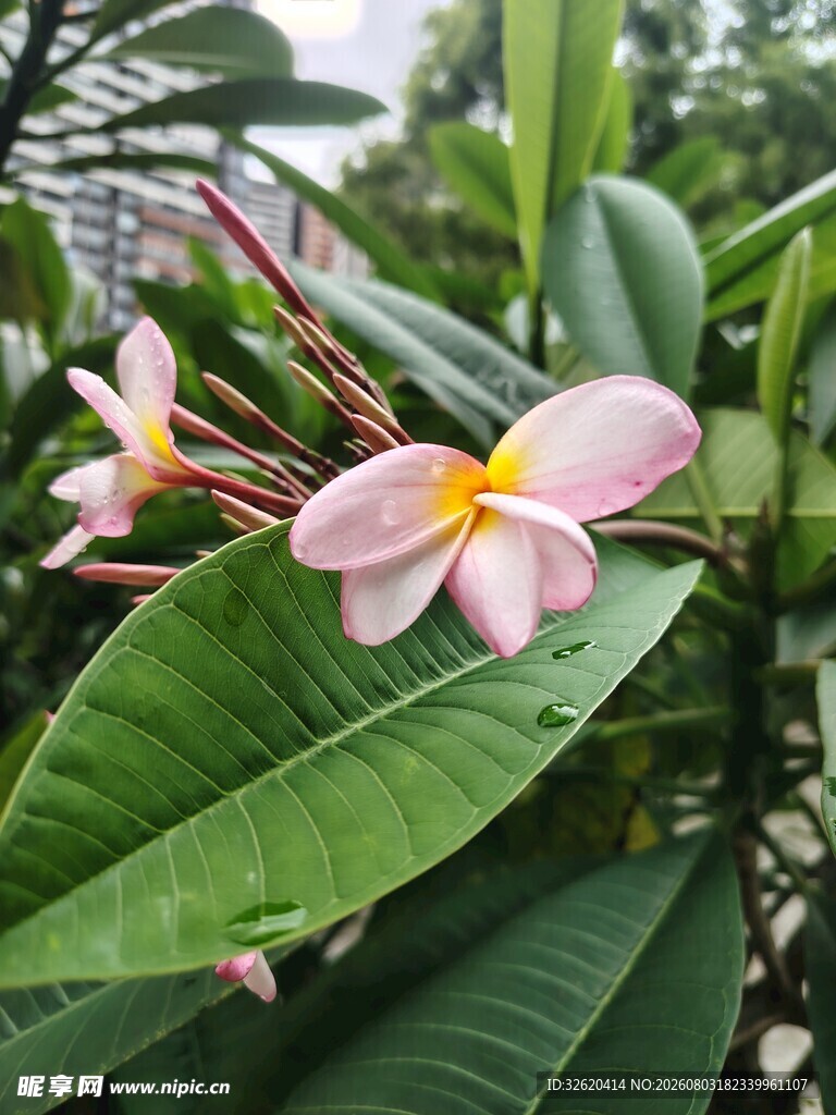 鸡蛋花