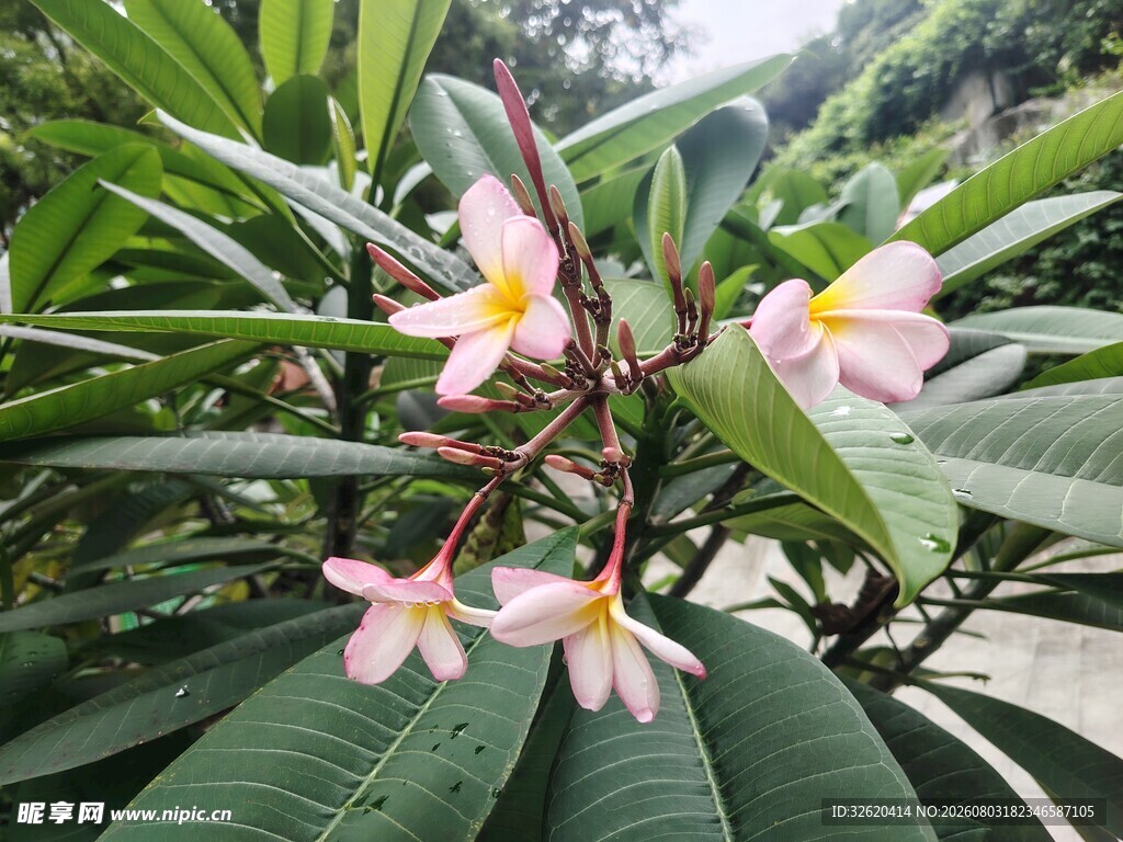 鸡蛋花
