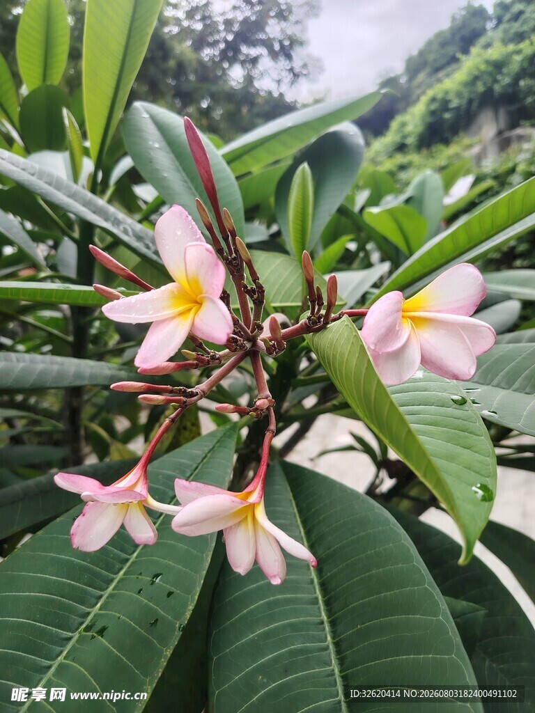 鸡蛋花