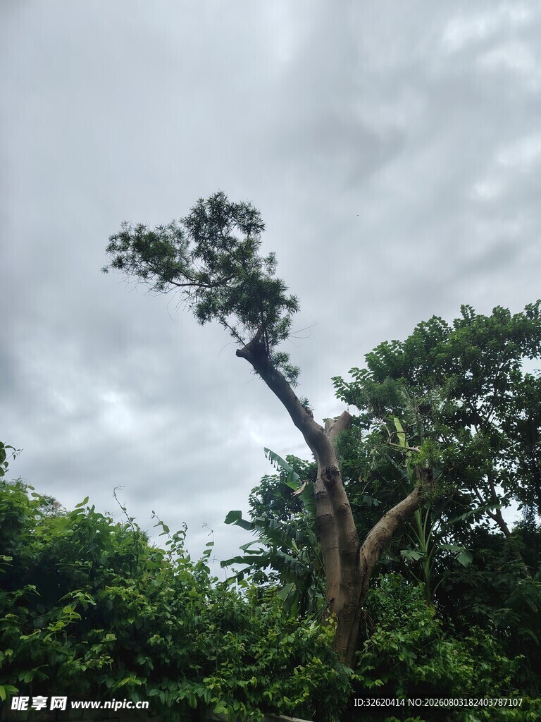 孤树挺立在葱郁林间