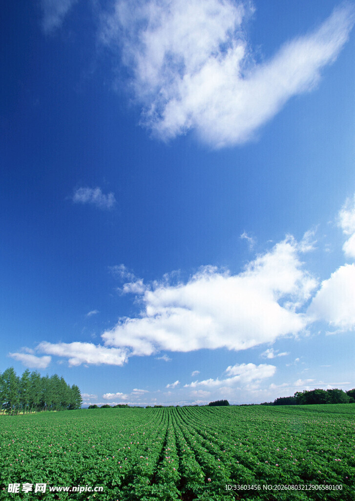 广袤绿野与蓝天美景