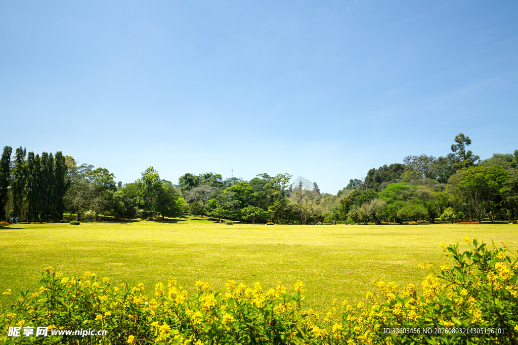 春日绿野黄花美景