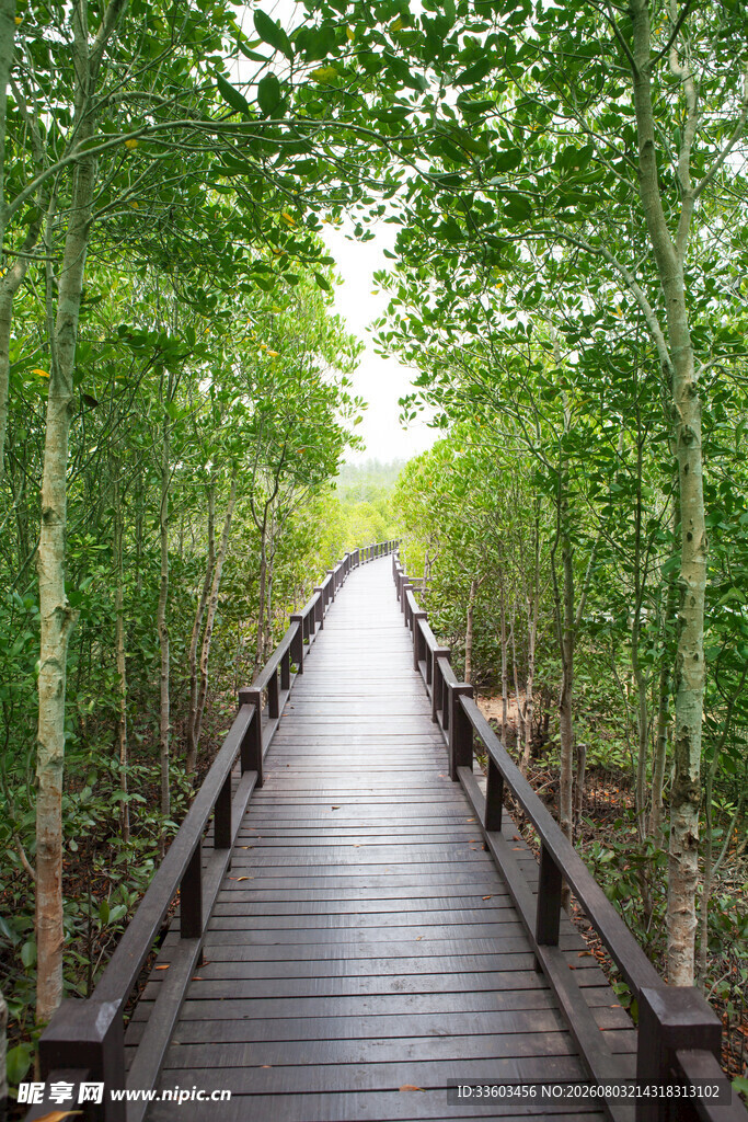 林间木栈道绿意盎然之景