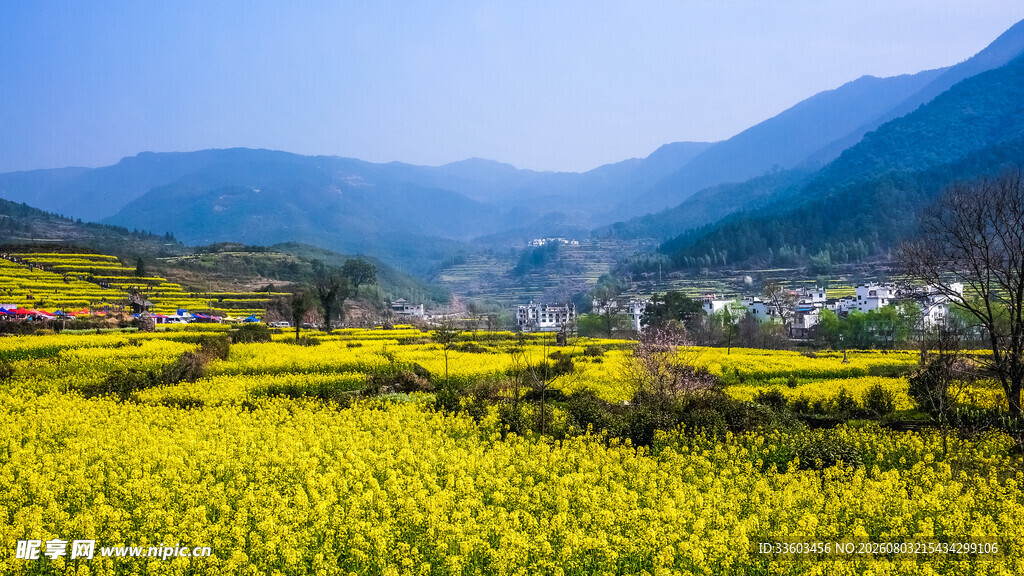 春日山间油菜花海美景