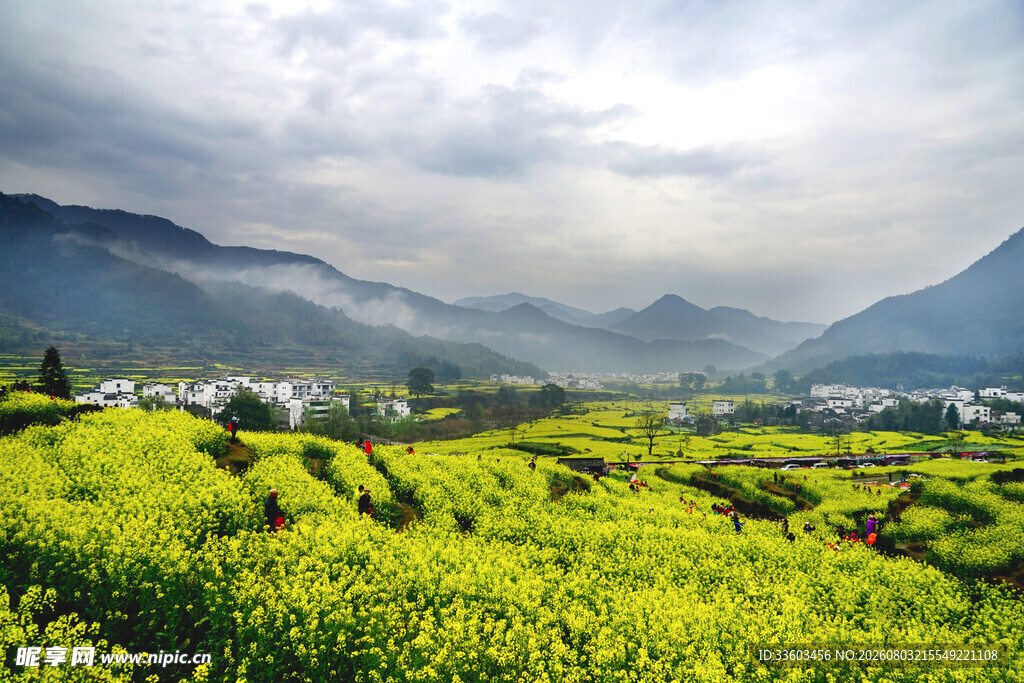 春日梯田油菜花美景